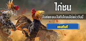 ไก่ชน ออนไลน์ แทงไก่